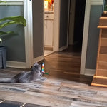 Interactive Cat Teaser Toy Adjustable Hanging Door Swing