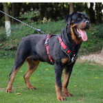 No Pull Walking Training Small Medium Large Big Dogs