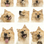 Animal Shaped Chew Toys for Safe Teething Puppies