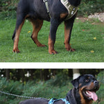 No Pull Walking Training Small Medium Large Big Dogs