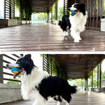 Durable Squeaky Dog Ball Toy for Interactive Play
